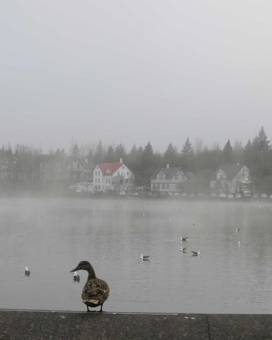 fog & duck