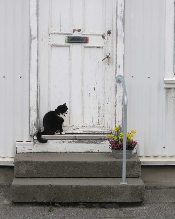 Reykjavik kitty