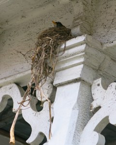robin nest